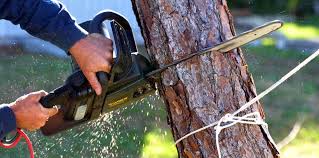 Best Tree Maintenance Programs  in Fenton, MO