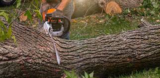 Best Tree Cabling and Bracing  in Fenton, MO