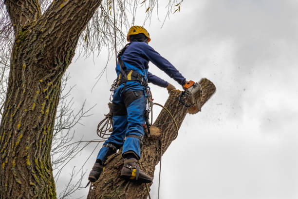 Best Hedge Trimming  in Fenton, MO