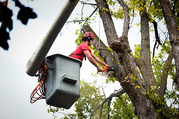 Best Tree Preservation Services  in Fenton, MO